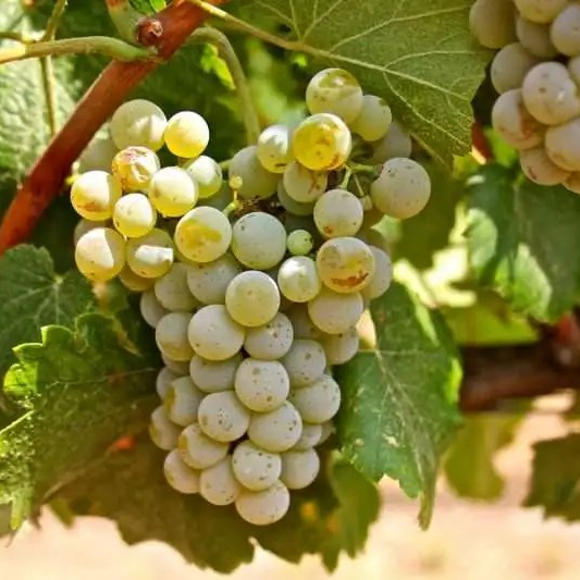 Spanish Albariño Grape