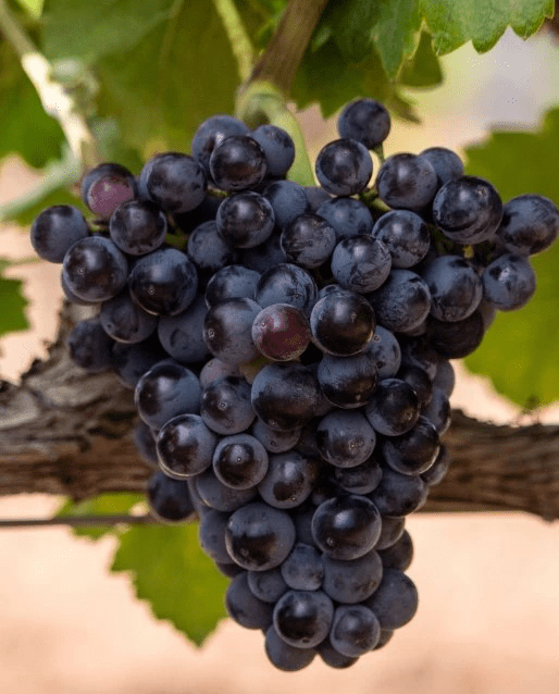 Grape Garnacha