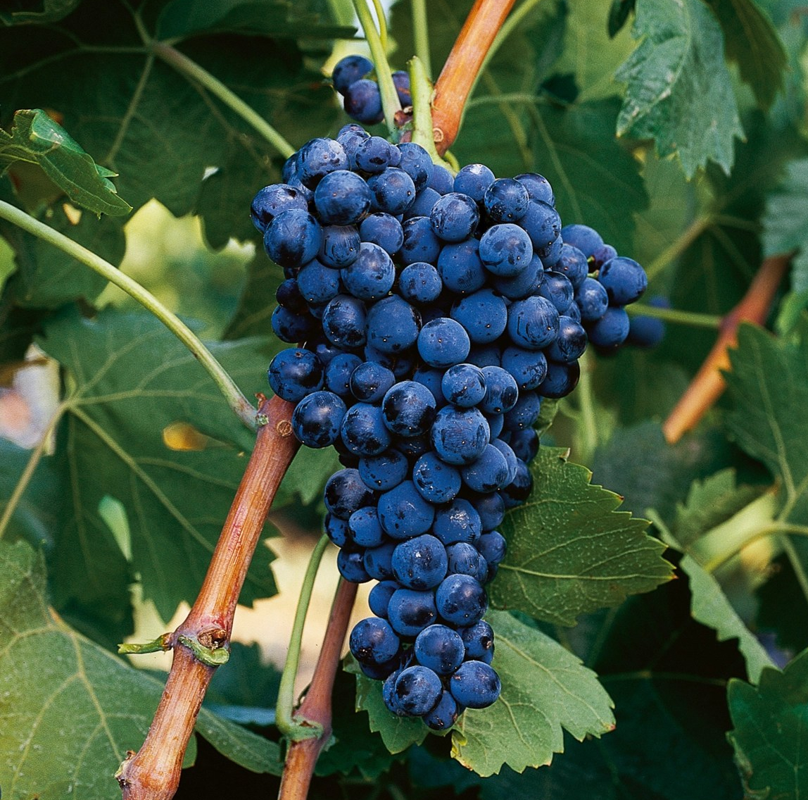 Spanish Mazuelo Grape