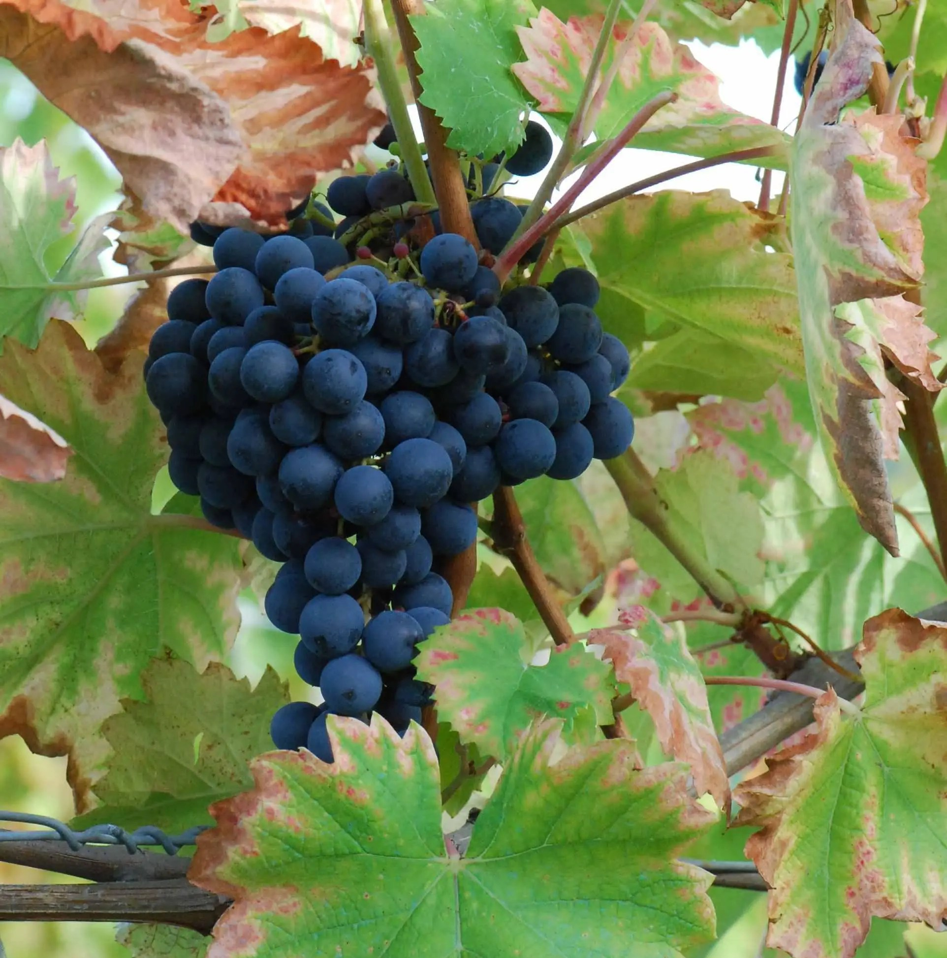 Grape Monastrell Spain