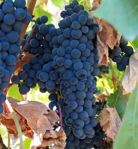Tempranillo Spain Grapes