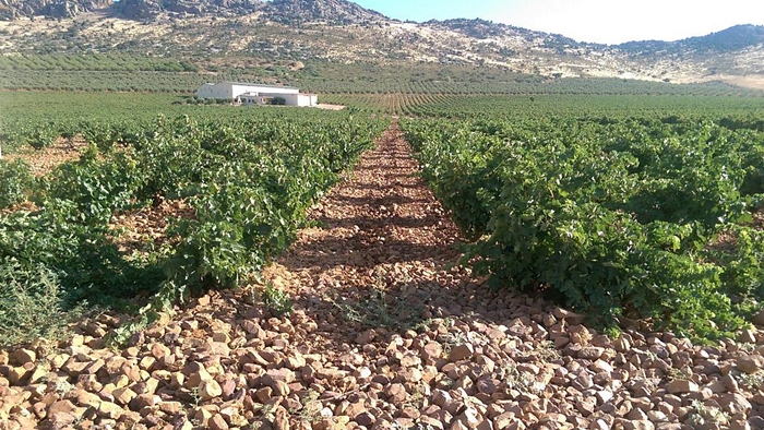 Estate Winery Pago Florentino