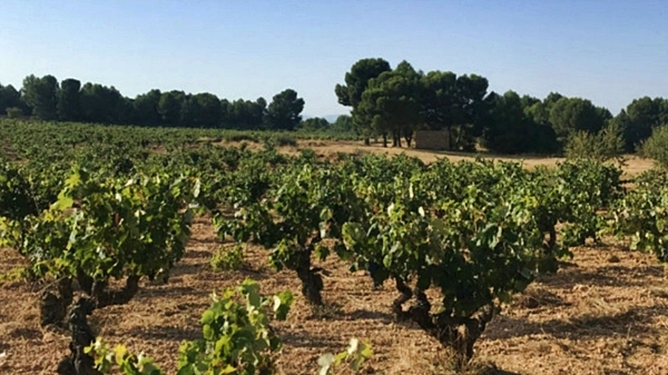 De Moya Winery, Spain