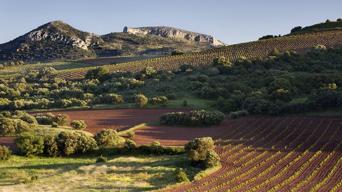 Borsao Winery, Campo de Borja , Spain