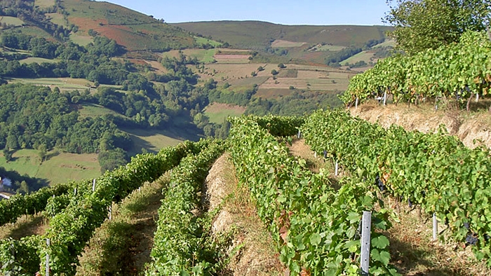 Wine Region V.C Cangas