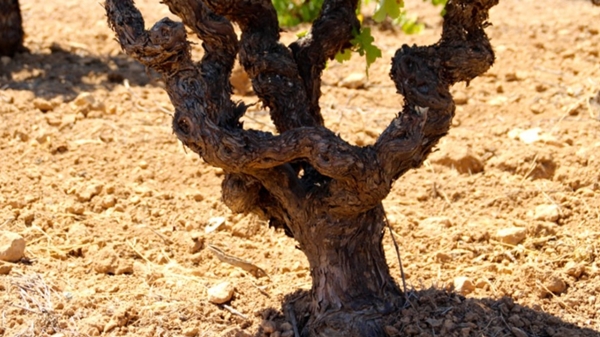 De Moya Winery, Spain