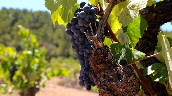 Winery De Moya Spain