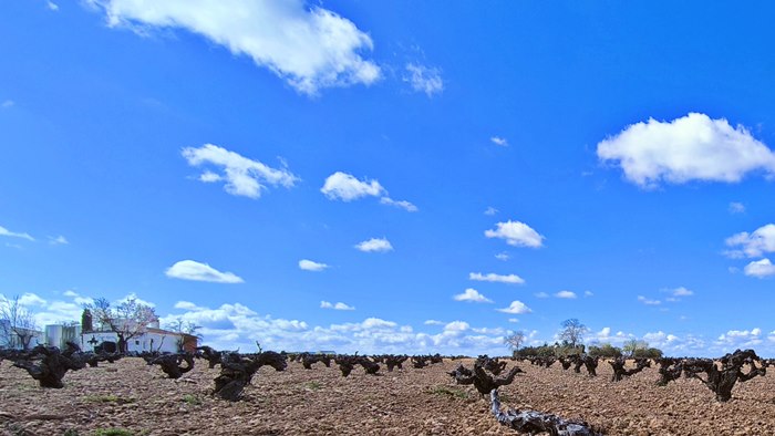 Vineyard in Castilla La Mancha, D.O. La Mancha