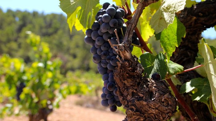 Spain, Utiel Requena